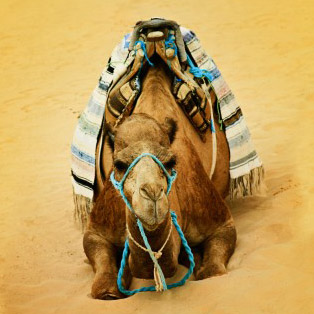 Set healthy boundaries against the "camels" in your life!